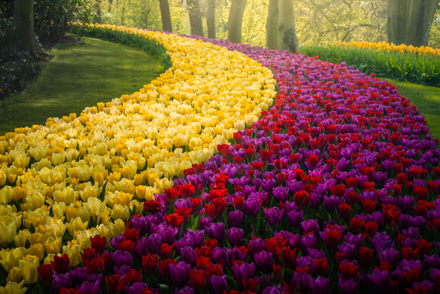 Keukenhof 10