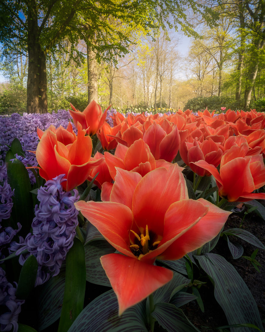 Keukenhof 12