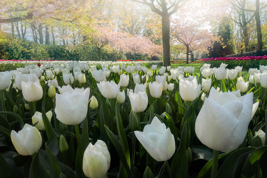 Keukenhof 14