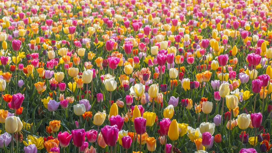 Keukenhof 19