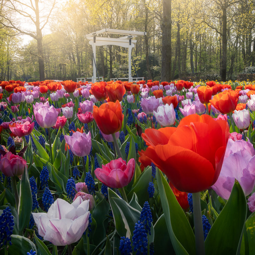 Keukenhof 21