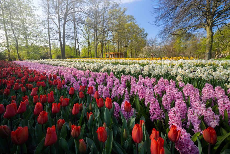 Keukenhof 23