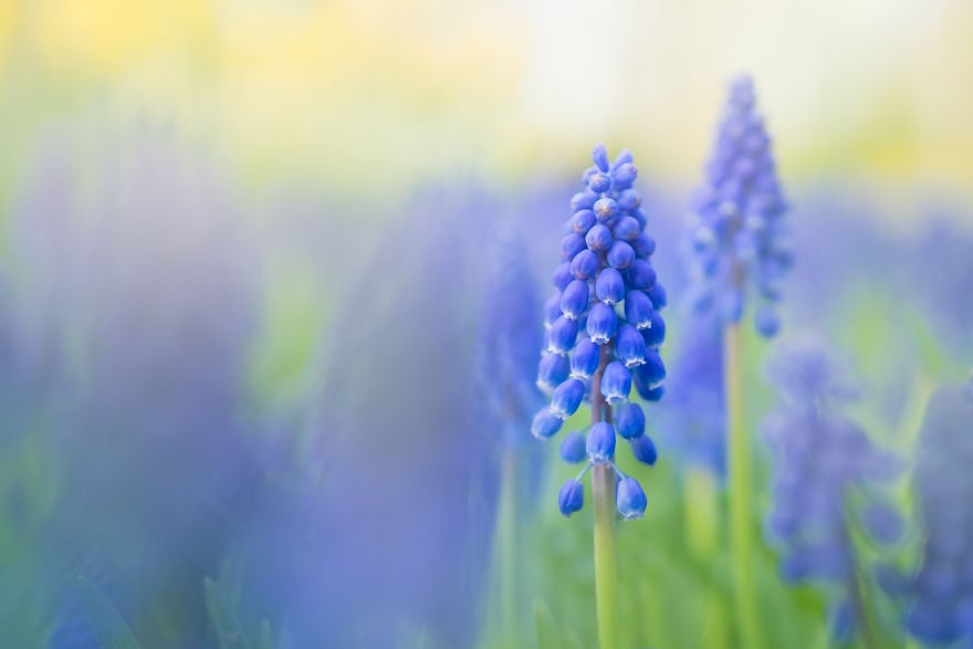 Keukenhof 24
