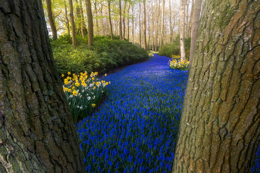 Keukenhof 4