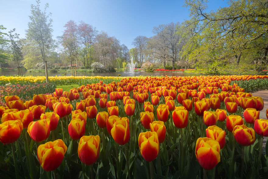 Keukenhof 5