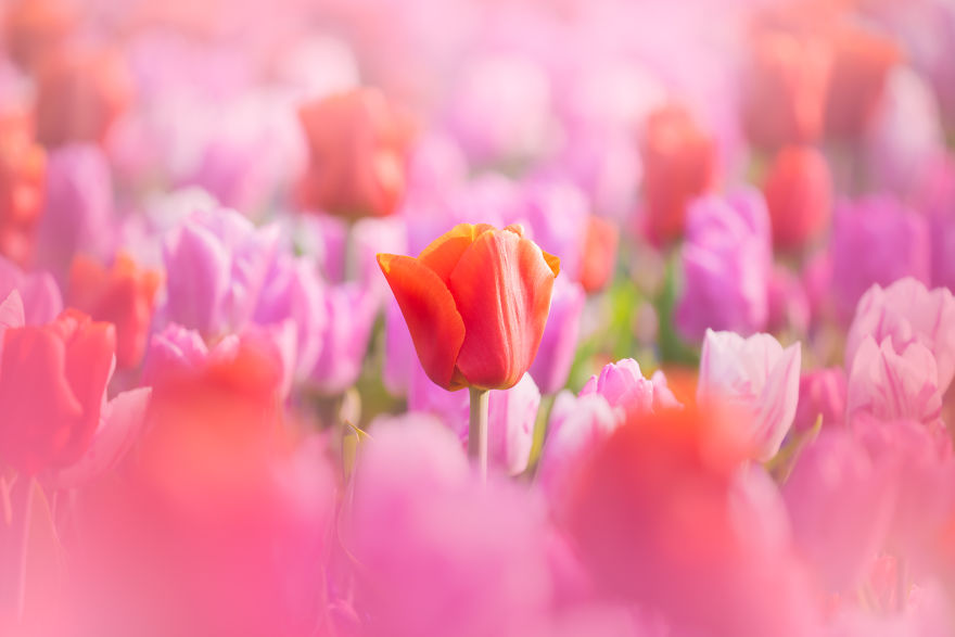 Keukenhof 6
