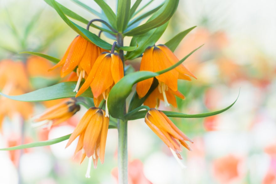 Keukenhof 8