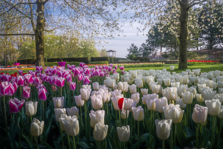 Keukenhof 9