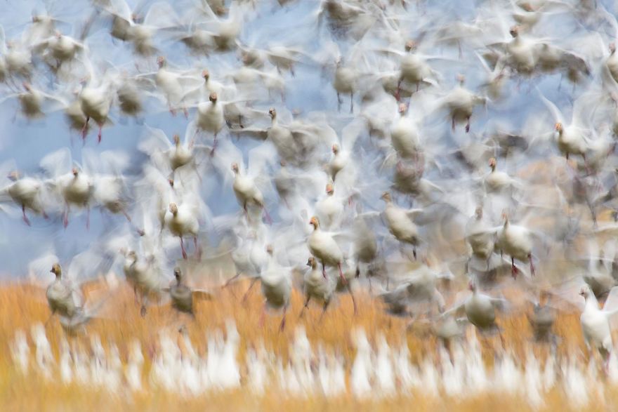 premios gdt naturaleza pajaros