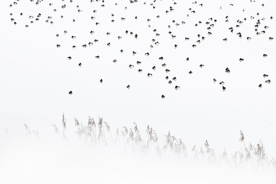 premios gdt naturaleza pajaros1