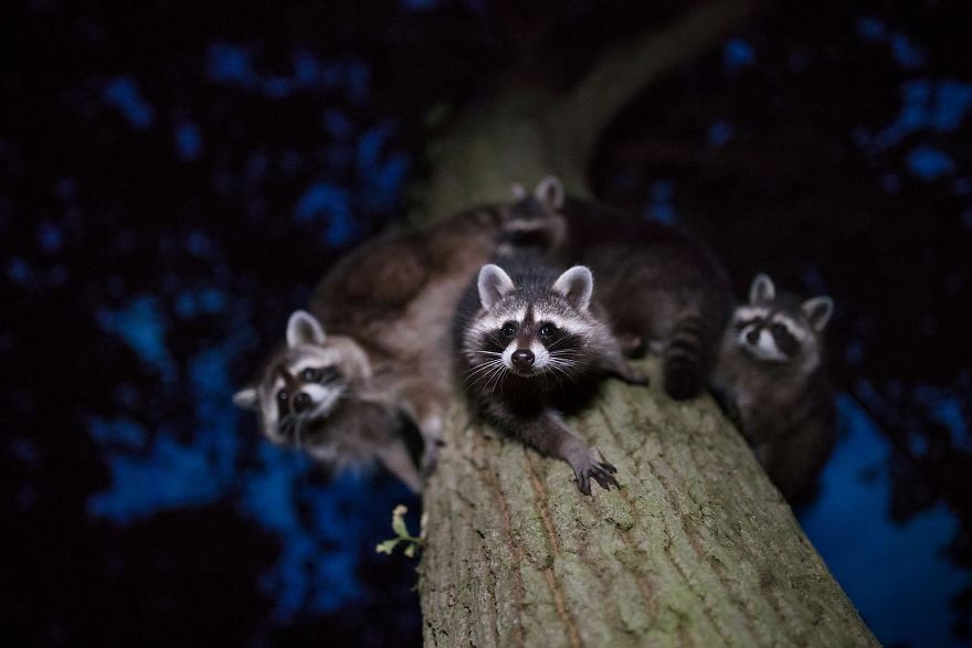 premios gdt naturaleza mamíferos