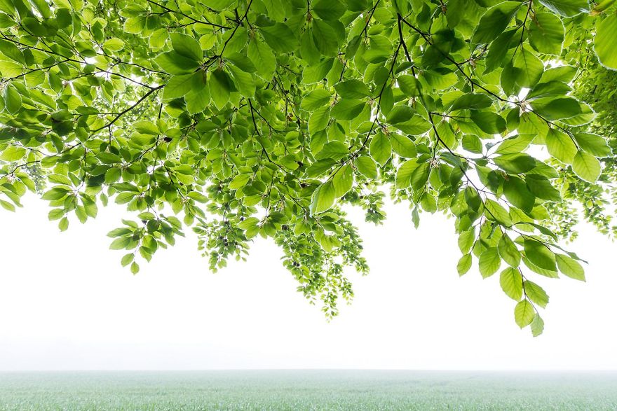 premios gdt naturaleza plantasyhongos2