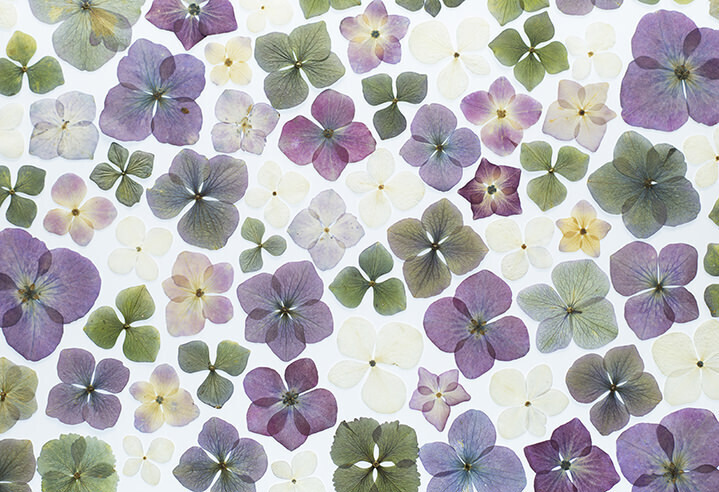 Ilustración con flores prensadas de Helen Ahpornsiri
