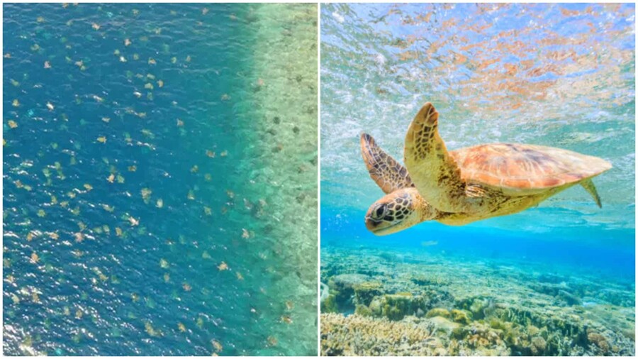 tortugas