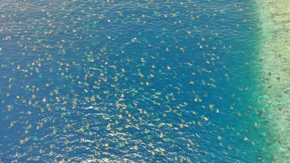tortugas marinas1