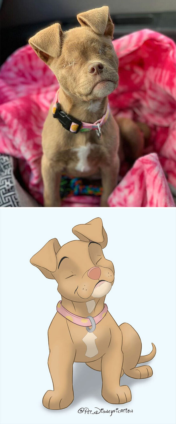animal disney.jpg16