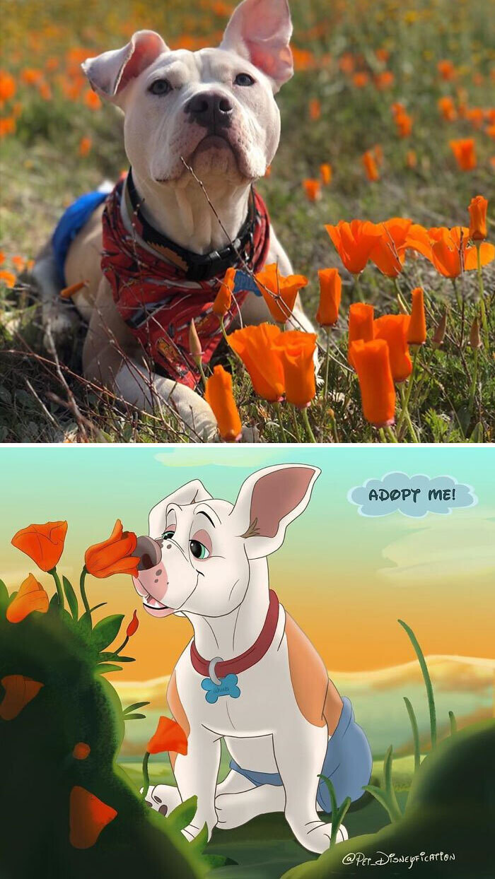 animal disney.jpg25