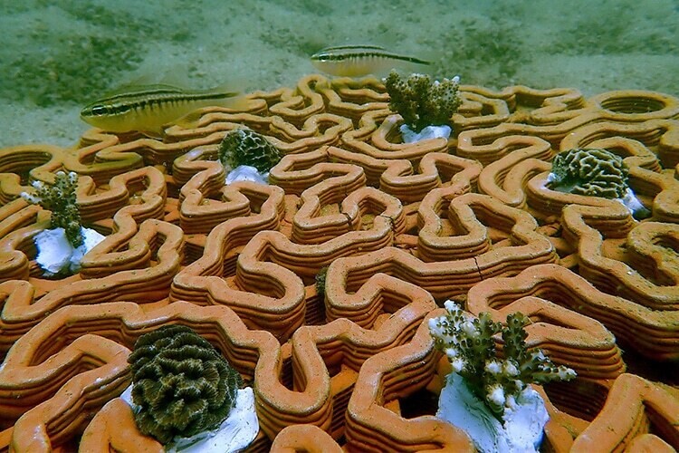 baldosas arrecife coral 9