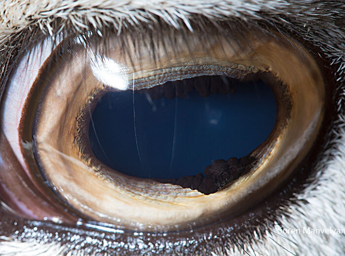 animal eyes photography suren manvelyan 15 5f4e1900ea703 700