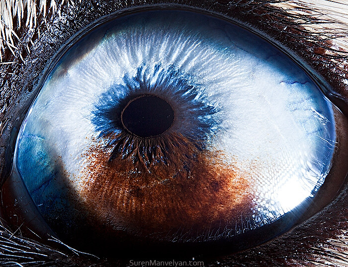 animal eyes photography suren manvelyan 44 5f4e1958cd99f 700