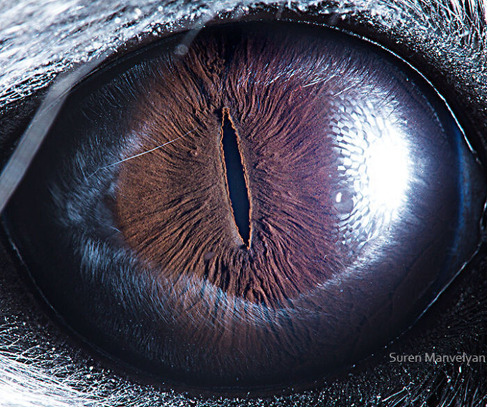 animal eyes photography suren manvelyan 5 5f4e18e3bfd61 700