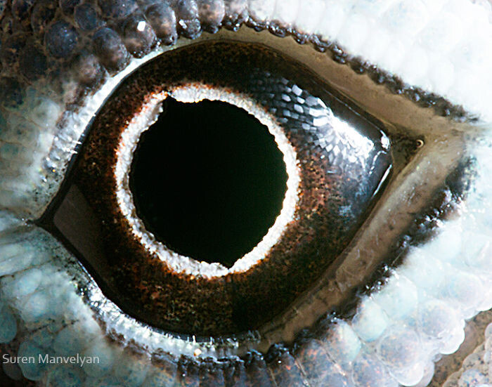 animal eyes photography suren manvelyan 7 5f4e18e7b51b5 700