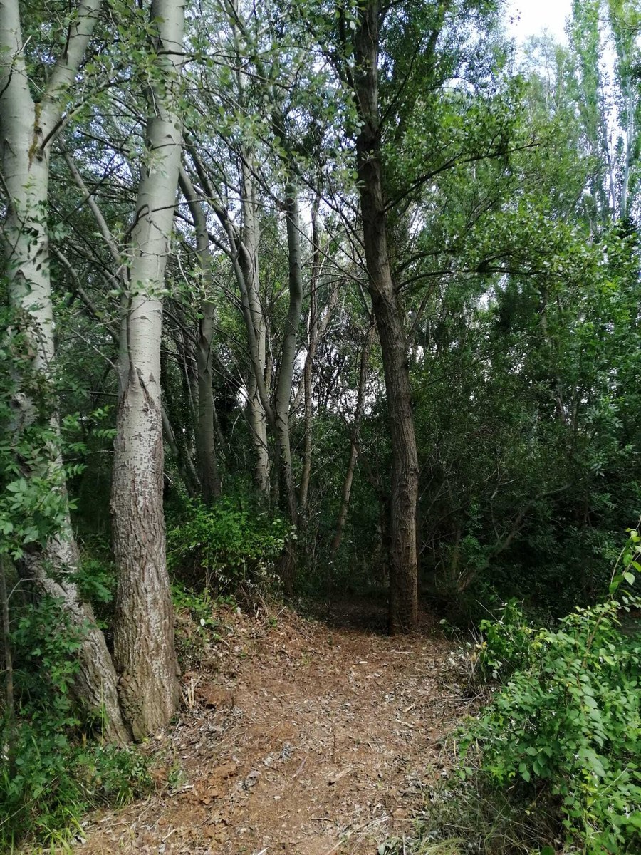 el bosque sonoro mozota 4