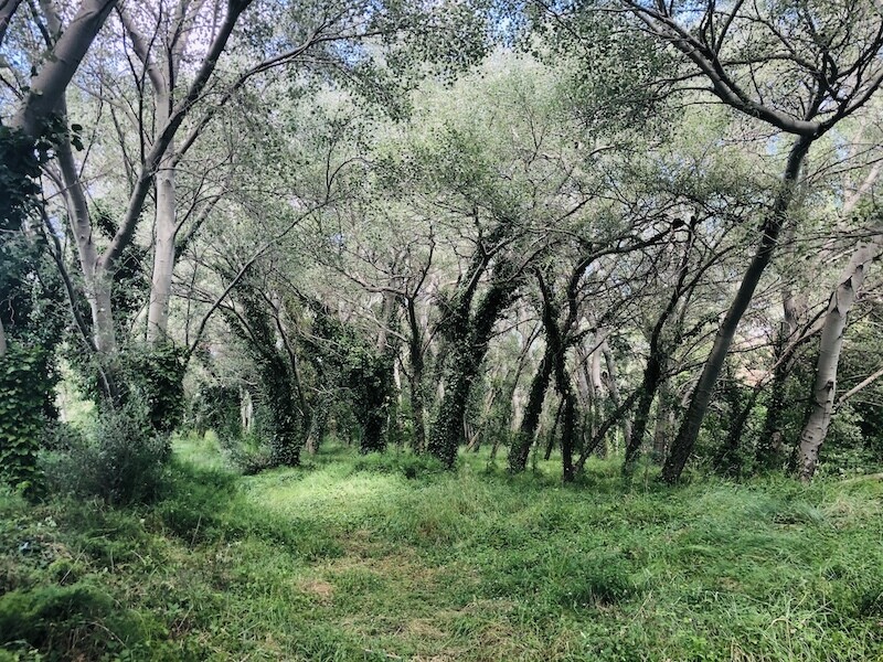 el bosque sonoro mozota