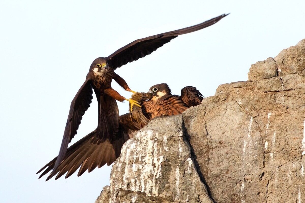 alberto fantoni wildlife photographer of the year 2020