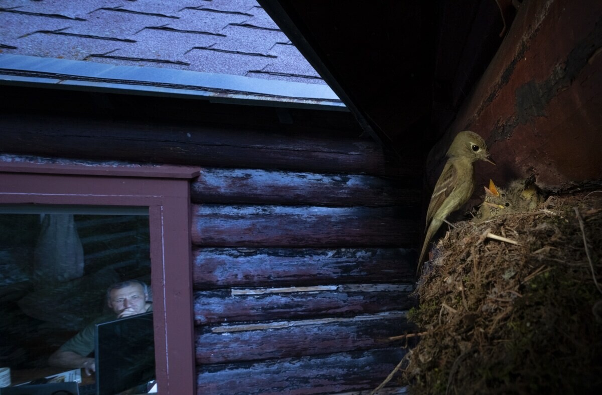 alex badyaev wildlife photographer of the year 2020