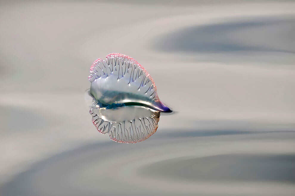 british wildlife photography