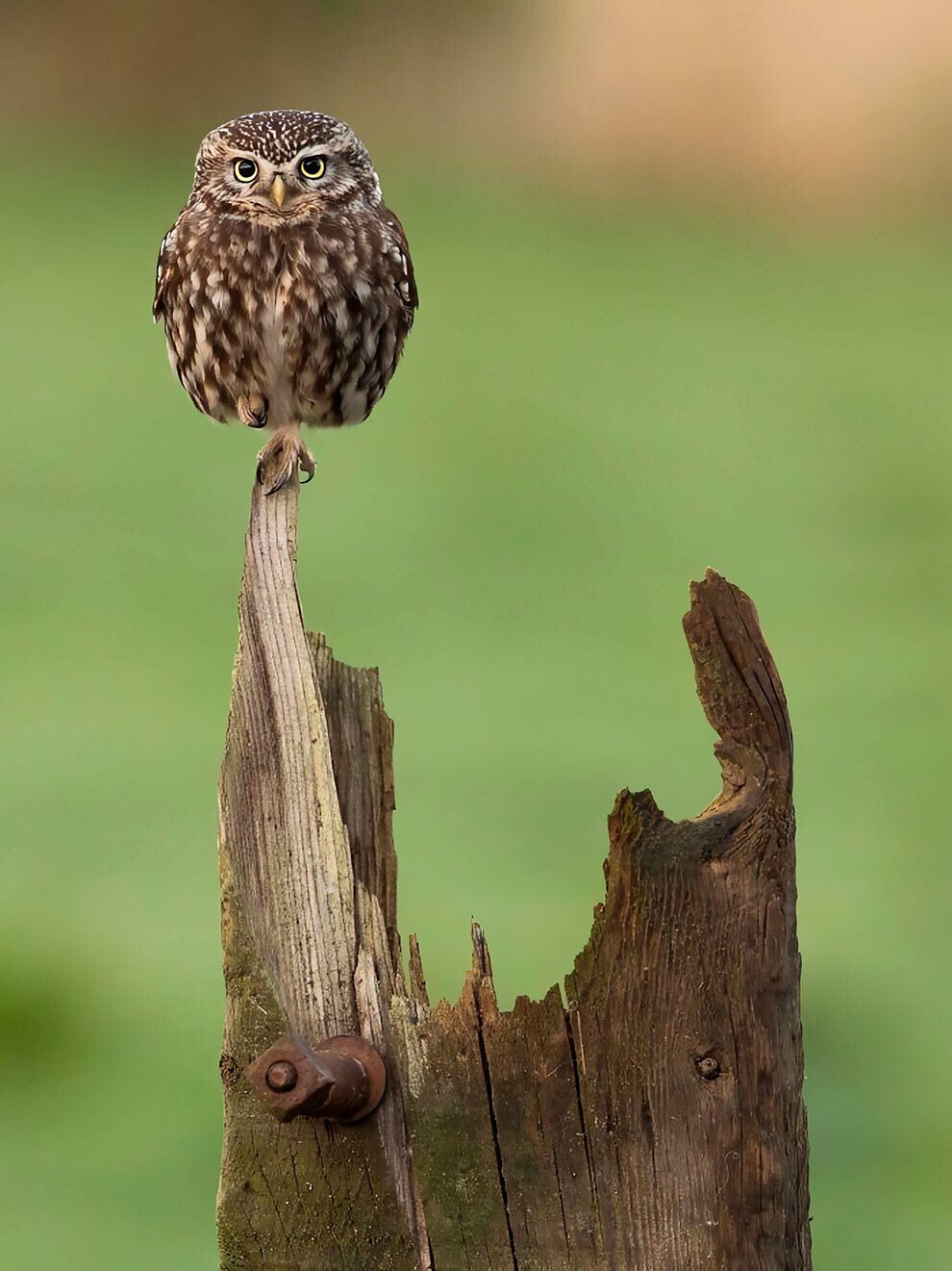 british wildlife photography awards
