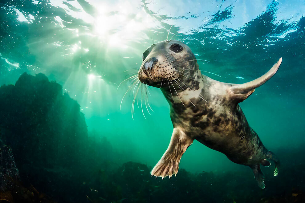 british wildlife photography awards1