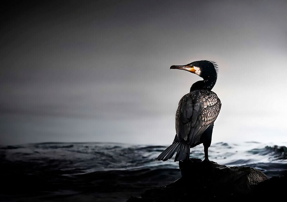 british wildlife photography awards11