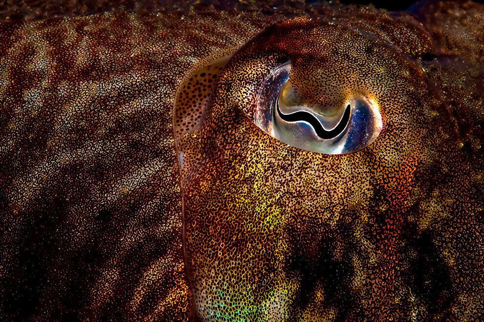british wildlife photography awards12