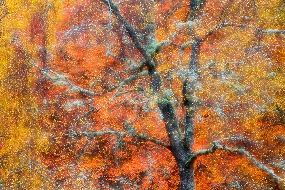 british wildlife photography awards13
