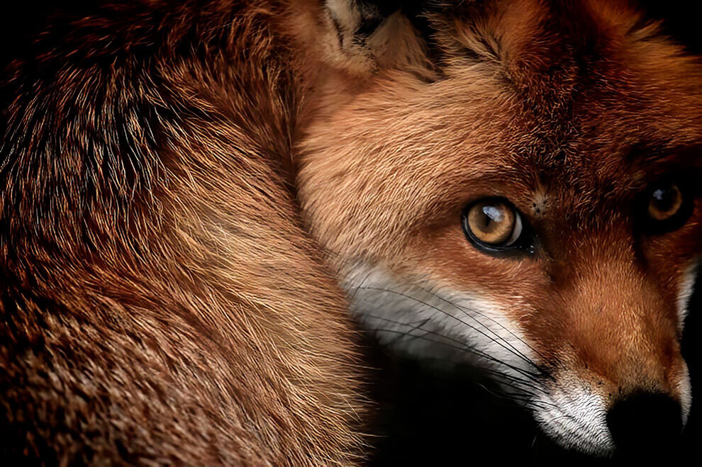 british wildlife photography awards2