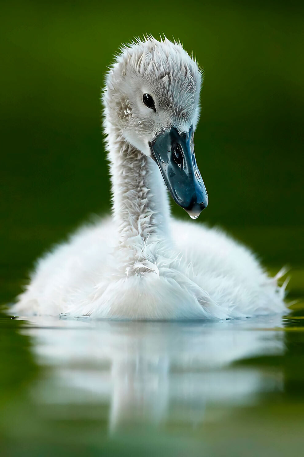 british wildlife photography awards3
