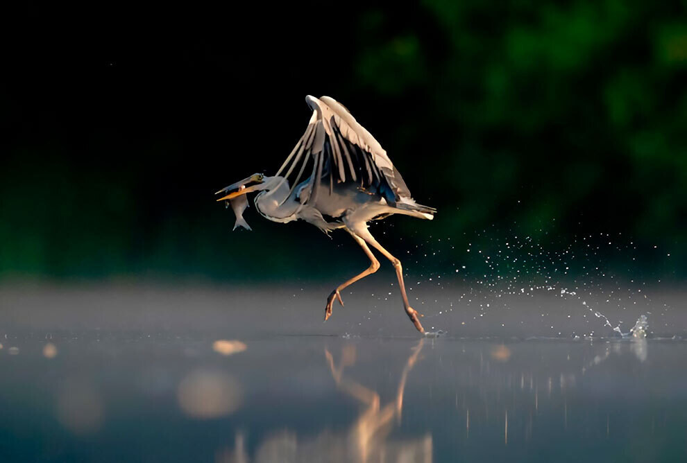 british wildlife photography awards4