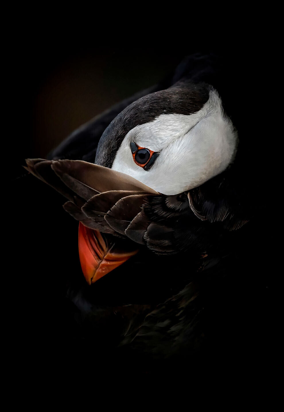 british wildlife photography awards5