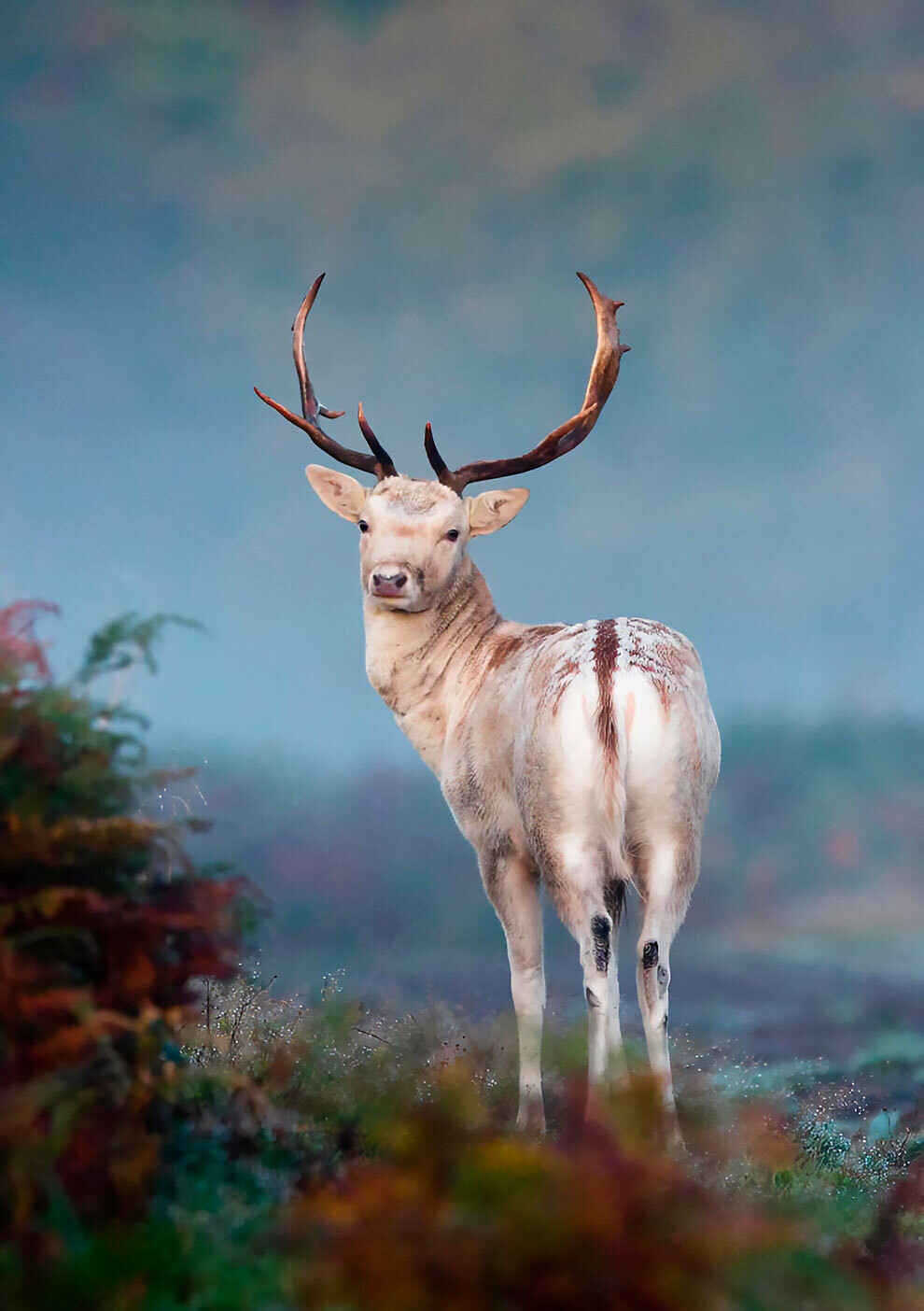 british wildlife photography awards6