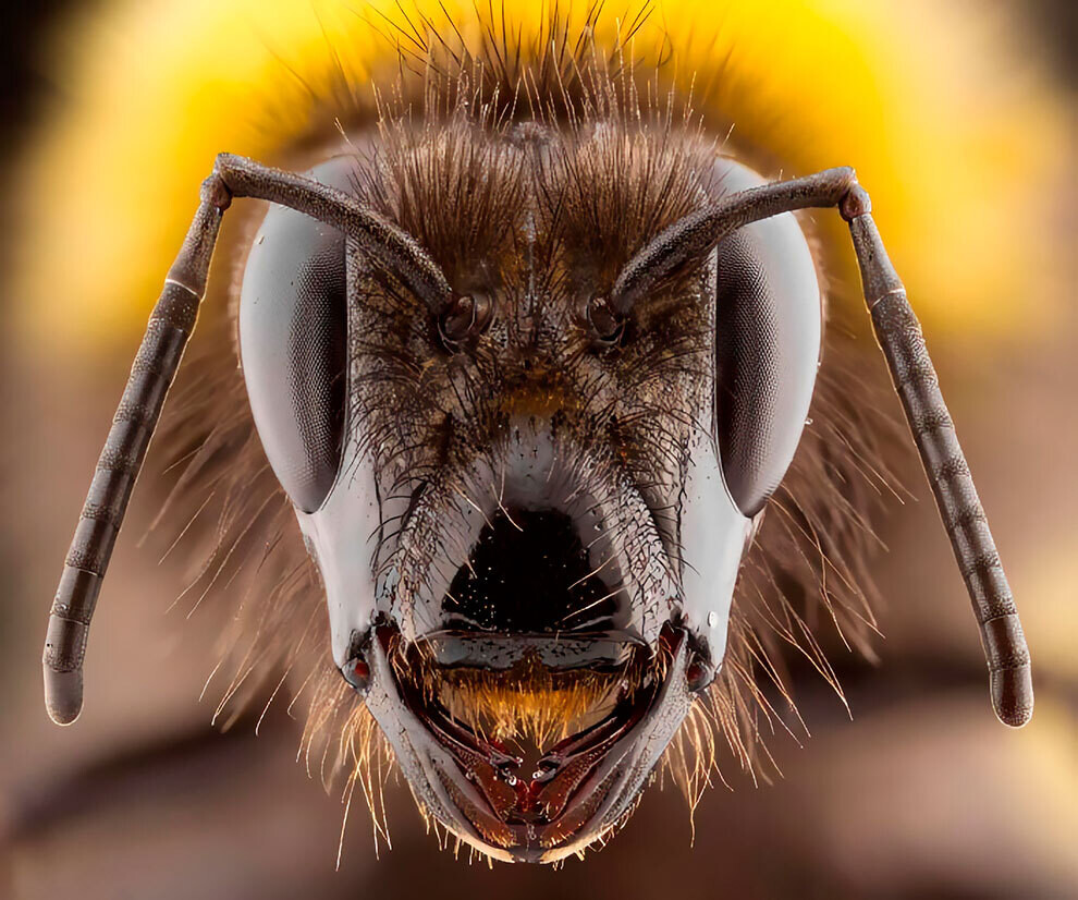 british wildlife photography awards7