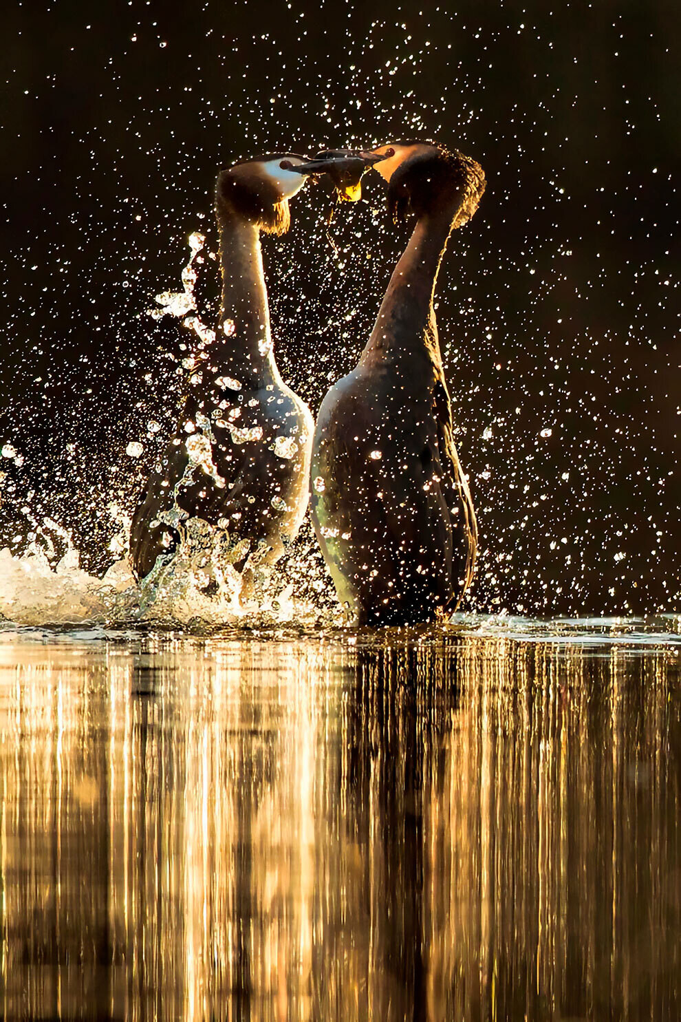british wildlife photography awards8