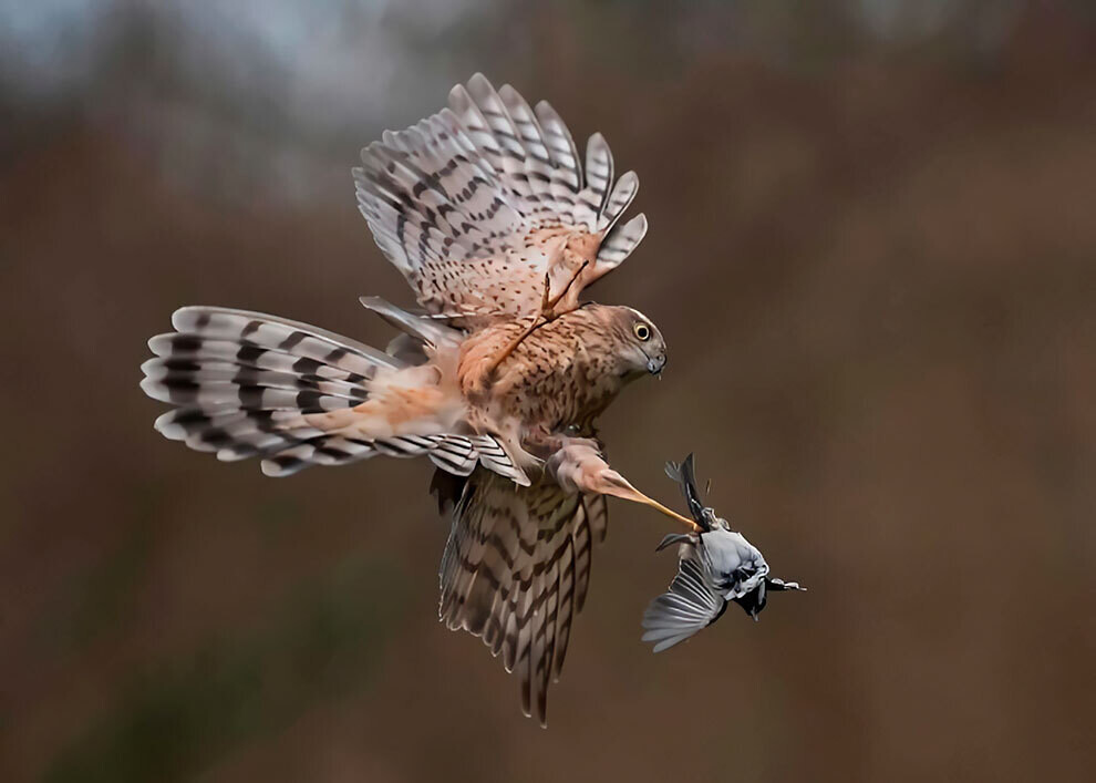 british wildlife photography awards9