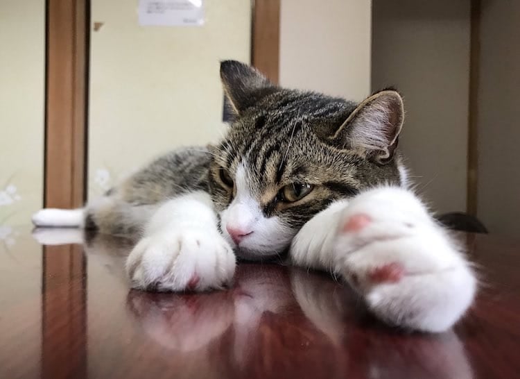 Un hostal japonés ofrece habitaciones con gatos para fomentar las adopciones