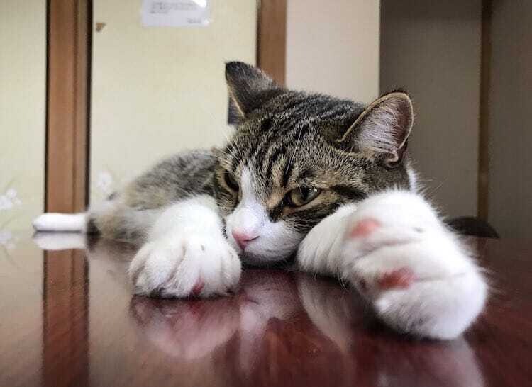 cat yugawara hostal gato japon