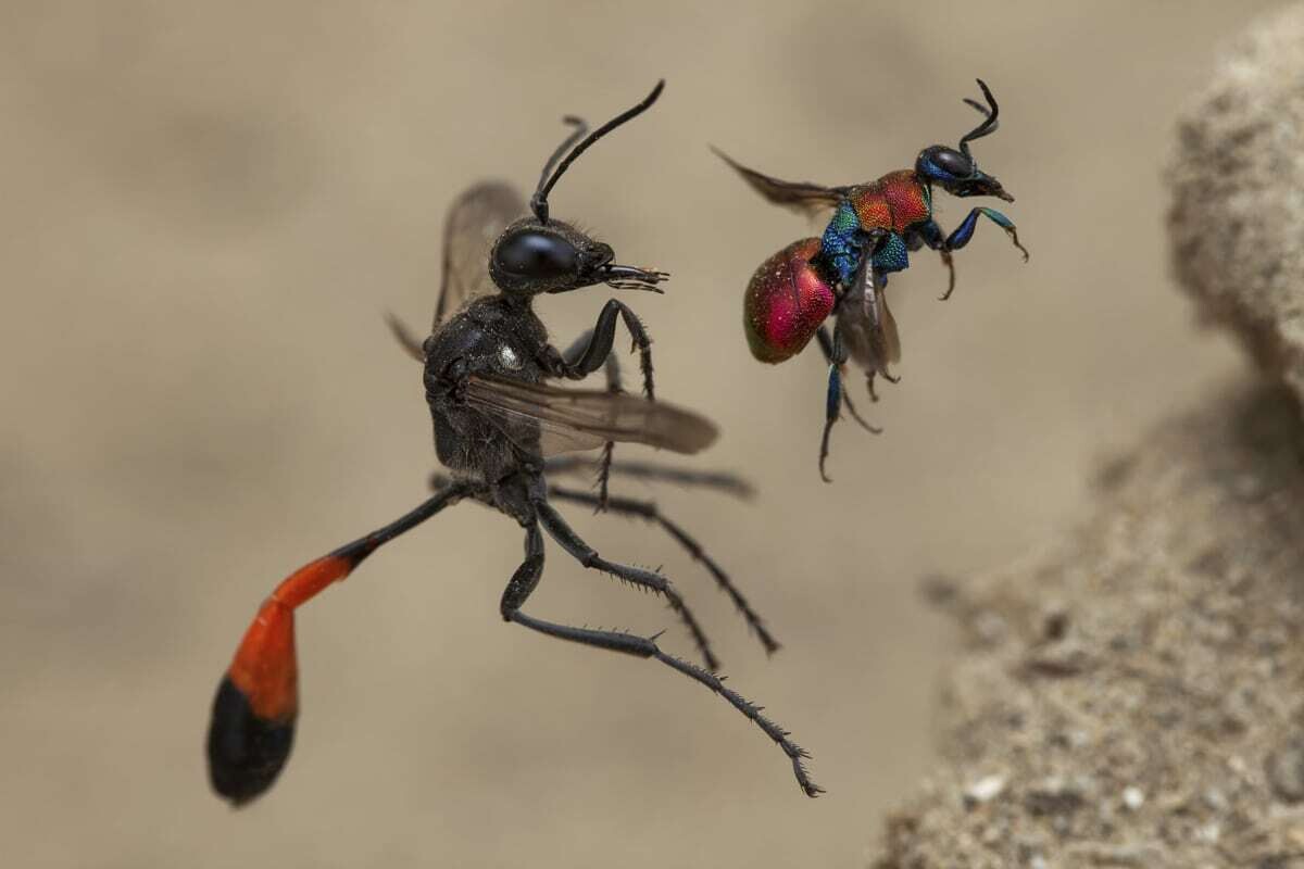 frank deschandol wildlife photographer of the year 2020