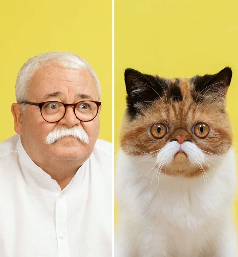 gerrard grethings cats 02