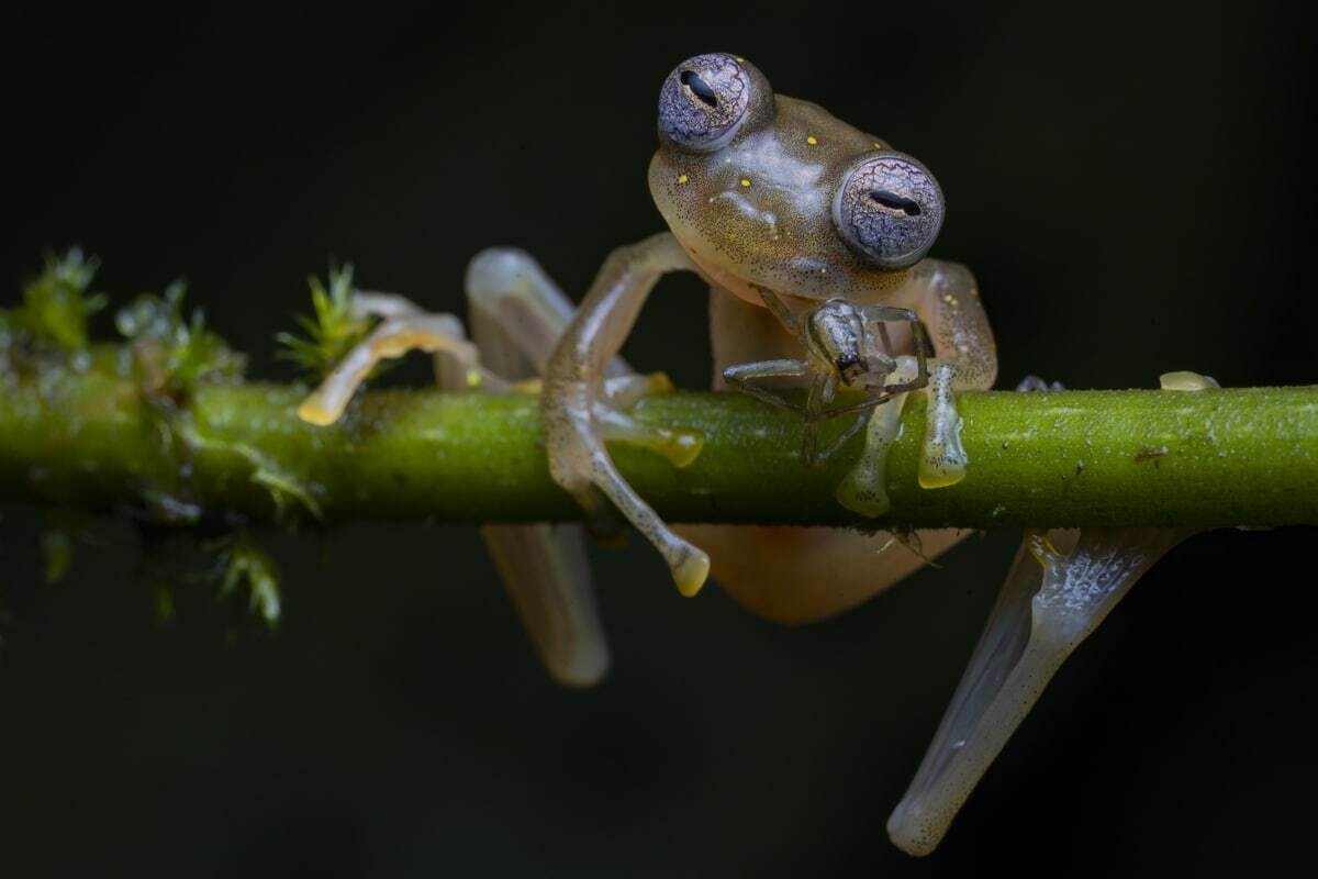 jaime culebras wildlife photographer of the year 2020