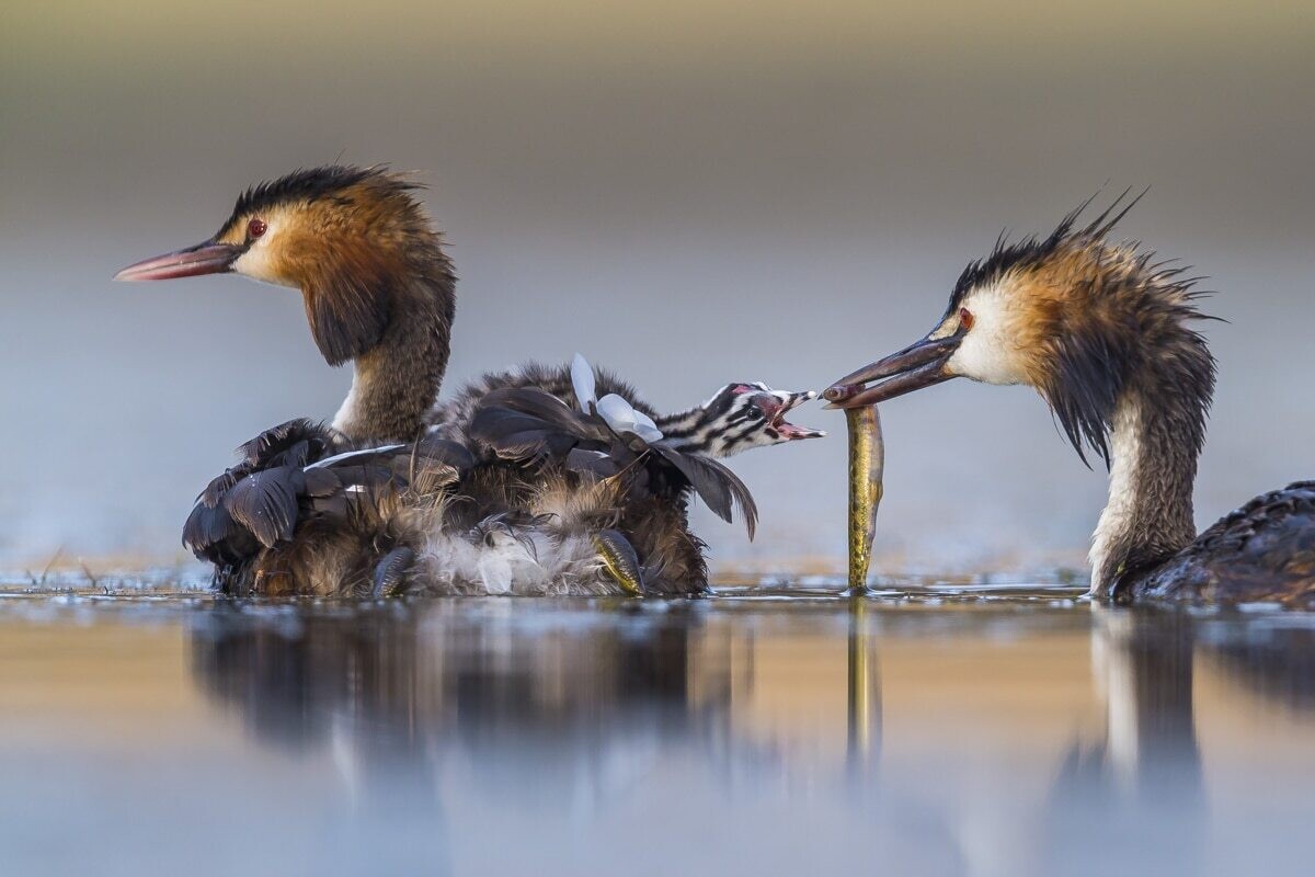 jose luis ruiz jiménez wildlife photographer of the year 2020